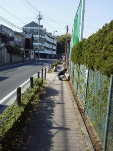 地域の方々にも気持ちよく歩いていただけそうです。